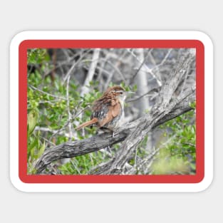 Carolina Wren Sticker